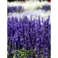 ราคา ต้นพันธุ์ บลูซัลเวีย ถุงดำพร้อมปลูก 29 บาท ( Blue Salvia) ดอกไม้แห่งความคิดถึง (27324817859)