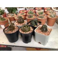 ราคา มะพร้าวทะเลทรายทรงโขดอ้วน Dorstenia (29172317501)