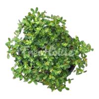 ราคา หูกระจงแคระ หรือ แผ่บารมี กระถาง 6 นิ้ว (5988589137)