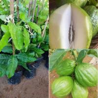 ราคา ต้นมะนาวยักษ์ มะนาวหวานกินเปลือก/ตอนกิ่ง50-60ซม./ปีเดียวติดผลลูกใหญ่หวานกรอบตำกินอร่อย (29604690779)