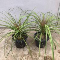 ราคา ต้นแซ่ม้า แพ็คคู่ 2 ต้น หัวโต 8-9 ซม. กระถาง 8 นิ้ว ใบเรียวยาวสวย (22927746213)