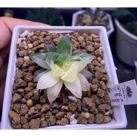 ราคา Haworthia obtusa marin variegated/ฮาโวเทียมารินด่าง (13386863428)