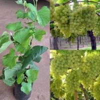 ราคา ต้นองุ่น พันธุ์ไวท์มะละกา(ตอนกิ่ง)ปีเดียวติดผล ติดผลดกมาก (26409159185)