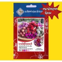 ราคา เมล็ดดอกบานไม่รู้โรยคละสี 5 สี มีสีแดง ชมพู โอรส ม่วง ขาว มีทุกสีคละกันค่ะ (14494162061)