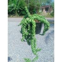 ราคา เดฟเกล็ดมังกร,หนอนชาเขียว (7369799140)