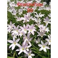 ราคา บัวดินรักแรก(สีขาวอมชมพูหัวขนาดพร้อมออกดอก) (11112404847)