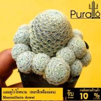 ราคา ต้นกระบองเพชร แคสตัส แมมมิลลาเรีย แมมดูไวไร้หนาม Mammillaria duwei #cactus #Mammilaria #duwei (23872607800)