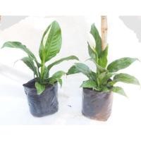 ราคา ต้นเดหลี เดหลี กวักเงิน กวัก ต้นไม้ฟอกอากาศ ☘️ (6925962727)