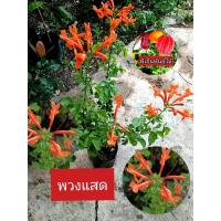 ราคา ต้นพวงแสดต้น เป็นพวงแสดที่ไม่ใช่ไม้เลื้อยแต่มีลักษณะเป็นต้นทรงพุ่ม (28453904468)