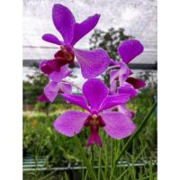 ราคา กล้วยไม้แวนด้าทนร้อน ดอกโต สีสวย 3กิ่ง 200 บาท ตัดกิ่งไม่มีดอก (25678396968)