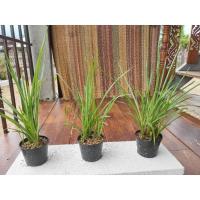 ราคา ต้นซ่อนกลิ่นดอกสีขาว (11926260769)