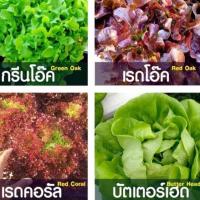 ราคา เมล็ดพันธุ์ผักสลัดออร์แกนิค 6 ชนิด -เมล็ดผักสลัดยอดนิยม (9016678013)