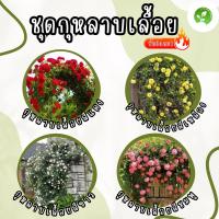 ราคา เมล็ดพันธุ์ ชุดดอกกุหลาบ ขายดีที่สุด ดอกดก พวงใหญ่ ใบดกสวย พร้อมส่ง กุหลาบเลื้อยสีแดง/สีชมพู/สีขาว/สีเหลือง (43950517380)