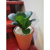 ราคา ไทรใบสักแคระ กระถาง 3 นิ้ว ต้นแข็งแรง (9579578019)