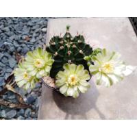 ราคา กระบองเพชร ยิมโนคาไลเซียม (5254916349)