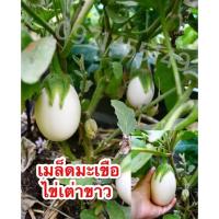 ราคา เมล็ดมะเขือไข่เต่าขาว ปลูกง่ายติดดกกรอบลูกใหญ่ (15023320169)