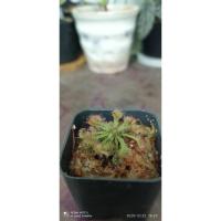 ราคา หยาดน้ำค้าง#พืชกินแมลง ขนาดกระถาง 2" (4170704851)