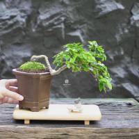 ราคา ♥︎ | บอนไซ โมกลา ⋆˚ ˚⋆ ((พร้อมส่ง✅)) มีวิธีการดูแล+ปุ๋ยแถมไปให้ค่ะ (28142957977)