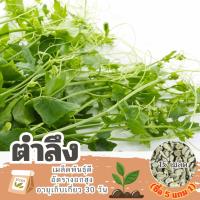 ราคา เมล็ดตำลึง ยอดตำลึง ผักแคบ แบ่งขาย 15 เมล็ด (ซื้อ 5 แถม 1) คละชนิดได้ (29104174416)