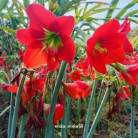 ราคา ว่านสี่ทิศพันธุ์พื้นเมือง สีแดง ราชินีดอกไม้หัว (red amaryllis ว่านสี่ทิศแดง) (24656342807)