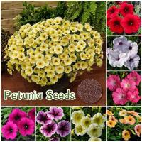 ราคา เมล็ดสด100% เมล็ดพันธุ์ พิทูเนีย บรรจุ 1000 เมล็ด คละสี เมล็ดดอกไม้ ดอกพิทูเนีย บอนสีราคาถูก เมล็ดบอนสี ต้นไม้มงคล (26427520263)