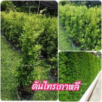 ราคา ต้น​ไทรเกาหลี (ขนาด​ 1 เมตร)​ (5088557331)