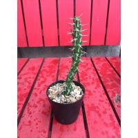 ราคา ยูโฟเบีย (ส่งทั้งกระถาง) #กระบองเพชรยูโฟเบีย (9773901702)