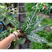 ราคา อโกลนีม่า "มรดกโลก" Aglaonema name's "World of heritage (21694795460)