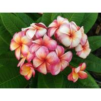 ราคา ต้นลีลาวดี ทองทวีคูณ (23713408323)