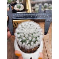 ราคา แมมขนแกะ(Mammillaria bocasana) (10052884115)