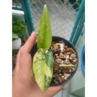 ราคา ต้นกวักพระพรหมด่างสวย (18478686634)