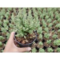 ราคา เกล็ดปลาหมอแคระ ต้นไม้ทำบอนไซกลมๆน่ารักๆ (4551389233)