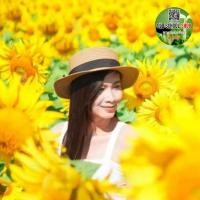 ราคา เมล็ดพันธุ์ทานตะวันปลูกชมดอก บรรจุ500เมล็ด (19909283135)