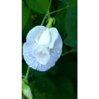ราคา เมล็ดอัญชัน ขาว ซ้อนผสมชั้นเดียว 10/50 เมล็ด (White butterfly pea) (11277085418)