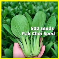 ราคา 500เมล็ด ผักเบบี้ฮ้องเต้ เมล็ดพันธุ์ Pak Choi Seed กวางตุ้งฮ่องเต้ เมล็ด Vegetable Plants เมล็ดพันธุ์ ผักกาด กวางตุ้ง (27980493003)