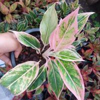 ราคา ไม้มงคลอโกลนีมา พลอยชมพู (25741856464)