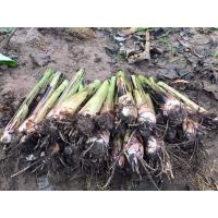 ราคา หน่อกล้วยน้ำว้า มะลิอ่อง (8018823499)