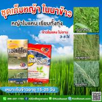 ราคา เก็บหญ้า 3-5 ไร่ 1 ลิตร หญ้าใบแคบ ในนาข้าว ข้าวไม่แดง คูลเกษตร KP33 (20704688257)