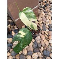 ราคา อิพิด่างขาวด่างสวยๆใบฉีก (13373769490)