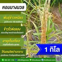 ราคา เมล็ดพันธุ์​ข้าว​ ทดลองปลูก พื้นเมือง ข้าวเหนียว หอมนางนวล ข้าวนาปี ไวแสง กลิ่นหอม เหนียวนุ่ม 1 กก. คูลเกษตร KR32 (40705263163)