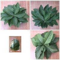 ราคา ใบหนานเฉาเหว่ยสด ปลอดสารพิษ 55ใบ50บาท (15345766956)