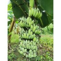 ราคา หน่อกล้วยน้ำว้าเตี้ย/น้ำว้าพระราชทาน (26110386761)