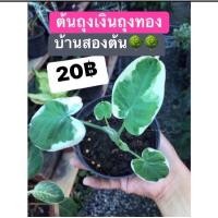 ราคา ต้นถุงเงินถุงทอง ไม้มงคล (13080234867)