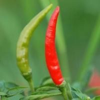 ราคา พริกหัวเรือถูกที่สุด 10 บ.เมล็ดพันธุ์พริกหัวเรือ 30 เมล็ด ปลูกง่ายผลดกมากเผ็ดจี้ดจ้าด!! (8393073759)