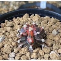 ราคา แคค​ตัส​ ยิมโน​ด่าง​Tigerไม้ชำ​หน่อ​ (4068983587)