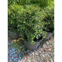 ราคา ต้นชาดัด-ชาฮกเกี้ยง#กระถาง 10 นิ้ว (27307462603)