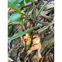 ราคา หน่อกล้วยเล็บมือนาง ต้นกล้วยเล็บมือนาง 1ชุด 5หน่อ (28874554866)