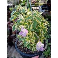 ราคา ต้นบุษบาพารวยใบด่าง ไม้แดด ปลูกง่ายตายยาก มีดอกสีม่วงปลูกนำโชค นำความร่ำรวย (9017979503)