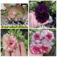 ราคา (ขาย ต้นพันธุ์) มีสีให้เลือก ดอก ต้น ชวนชม กุหลาบทะเลทราย ( Desert Rose ) Adenium fadel (8631438888)