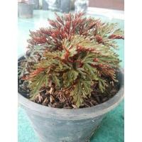 ราคา เฟิร์นกนกนารีแดง ต้นกนกนารีแดง (4362884514)